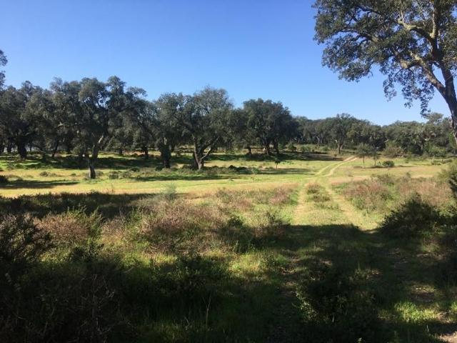 Terreno venda em Palmela, Setúbal