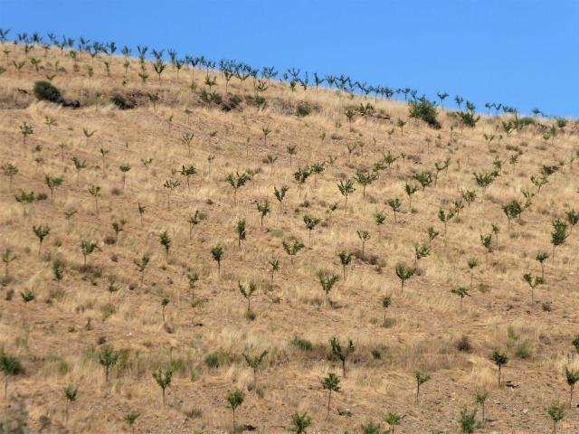 Terreno venda em Guarda
