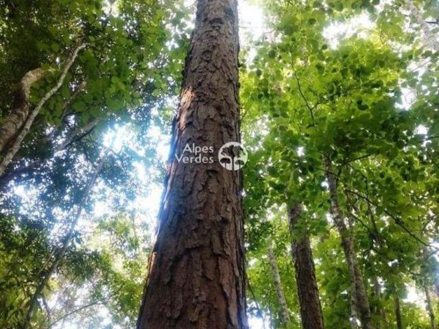 Terreno venda em Região Geográfica Imediata de Caxias do Sul, Canela