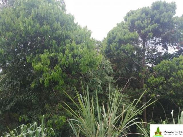 Terreno venda em Barreiros, Ilhabela