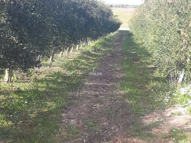 Terreno venda em Santarém