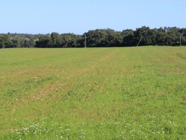 Terreno venda em Cercal, Santiago Do Cacém