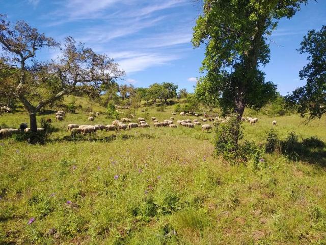 Terreno venda em Santiago Do Cacém, Setúbal