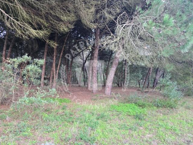 Terreno venda em Sines, Setúbal