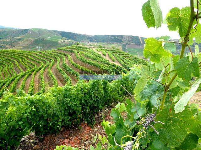 Terreno venda em Guarda, Mós