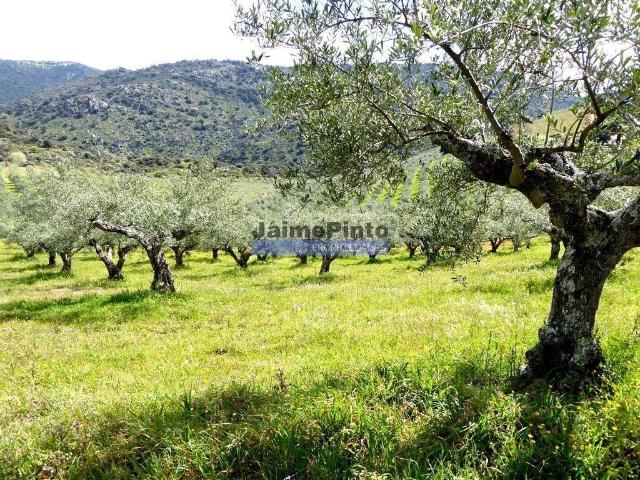Terreno venda em Guarda, Mós