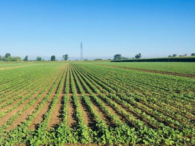 Terreno in vendita a Veronella, Veneto