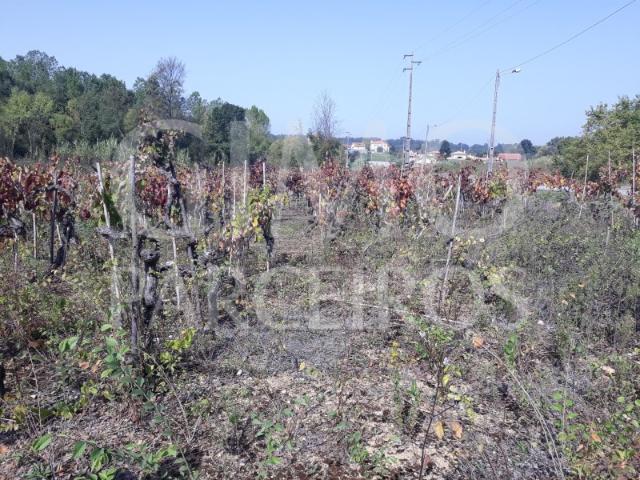 Terreno venda em Anadia, Aveiro