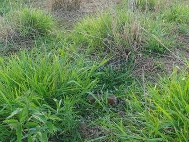 Terreno venda em Jardim Leblon, Ibiporã