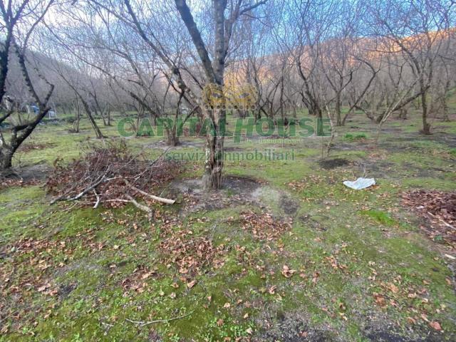 Terreno in vendita a Avella, Avellino