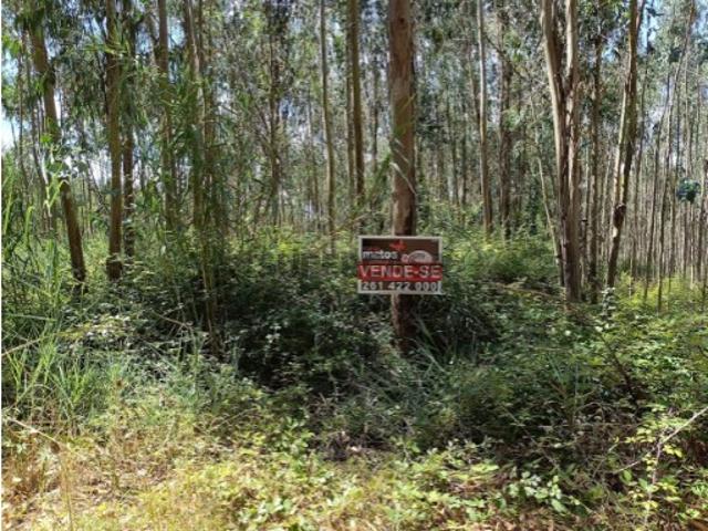 Terreno venda em Olho Marinho, Óbidos