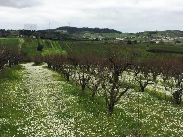 Terreno venda em Mação, Santarém