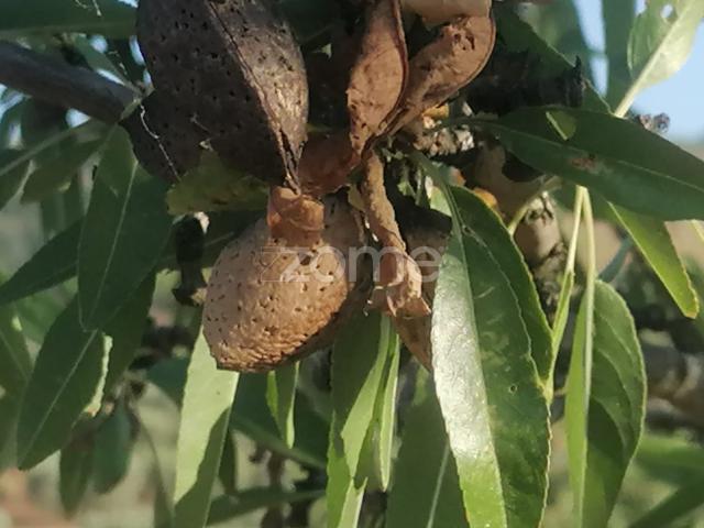 Terreno venda em Nagoselo Do Douro, Viseu