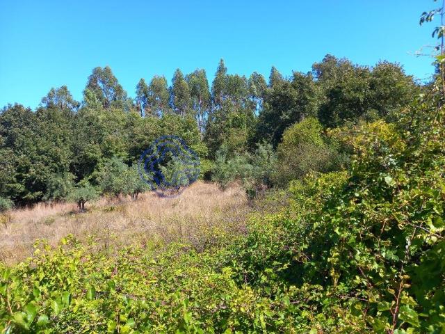 Terreno venda em Brasileira, Rego Da Murta