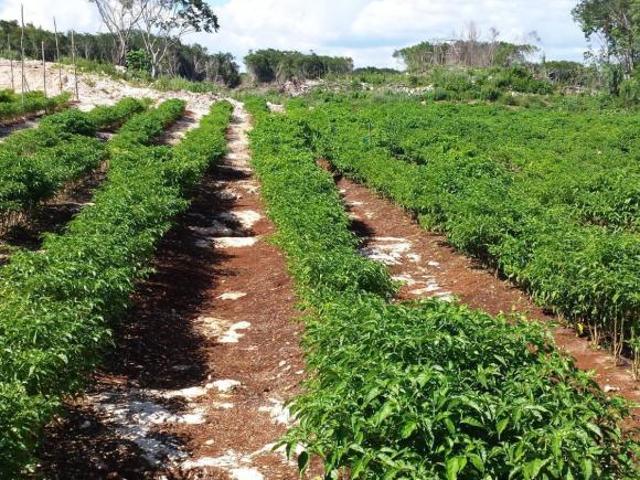 Terreno en venta en Felipe Carrillo Puerto, Quintana Roo