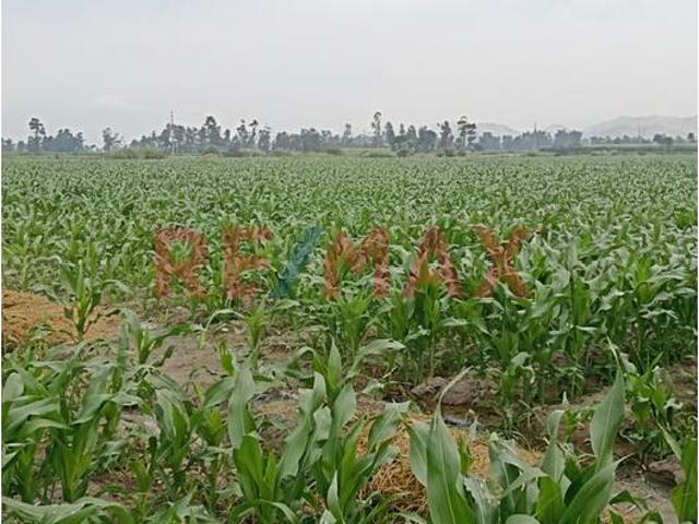 Terreno venta en La Barranca, Lima Metropolitana