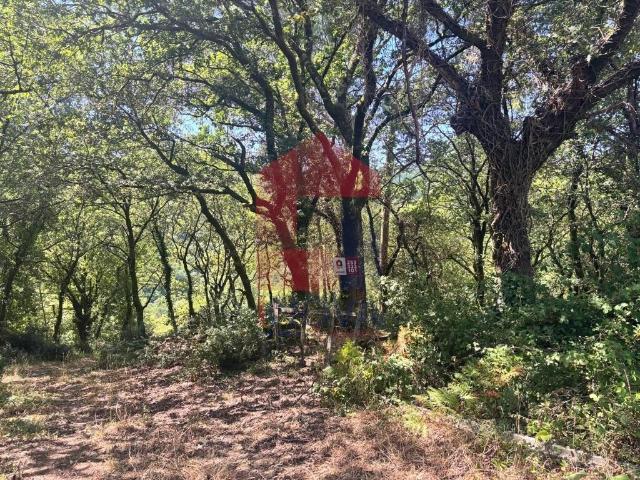 Terreno venda em Ribeira do Neiva, Vila Verde