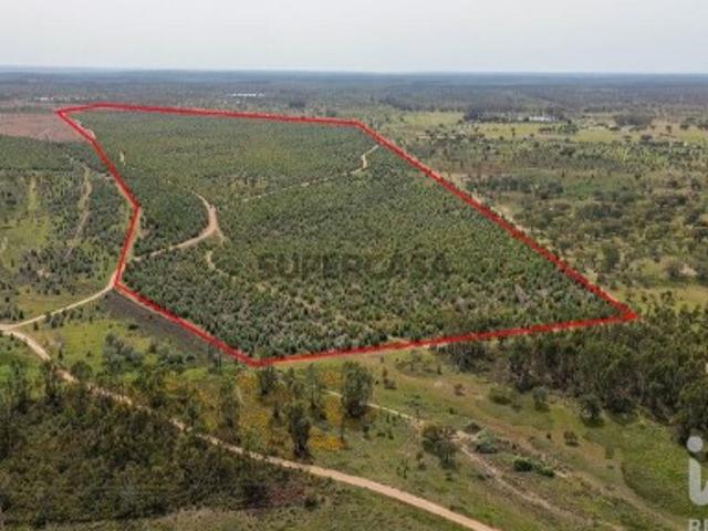 Terreno venda em Chaminé, Abrantes