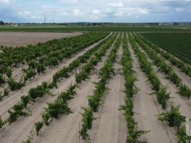 Terreno venda em Cortiçóis, Almeirim