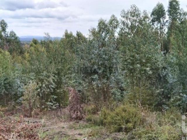 Terreno venda em Figueiró Dos Vinhos, Leiria