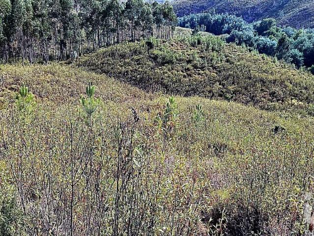 Terreno venda em Mação, Santarém