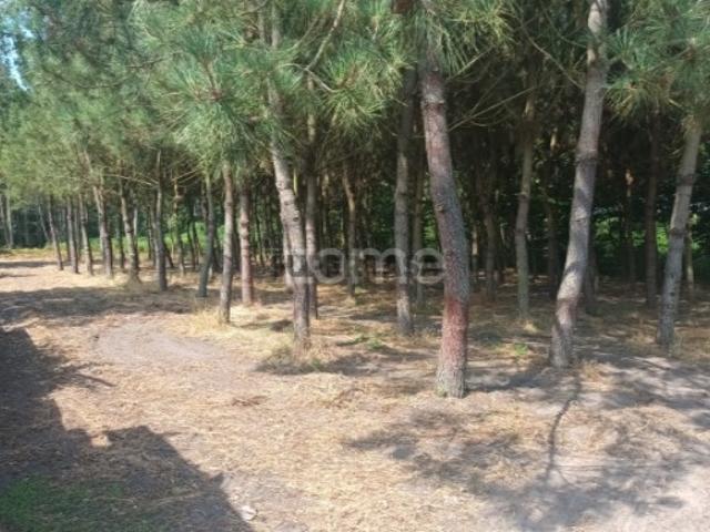 Terreno venda em Montemor-o-velho, Casal do Gaio Terreno venda em Montemor-o-velho, Casal do Gaio