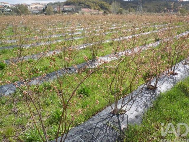 Terreno venda em Castelo Branco, Orjais