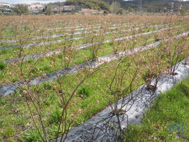 Terreno venda em Castelo Branco, Canhoso