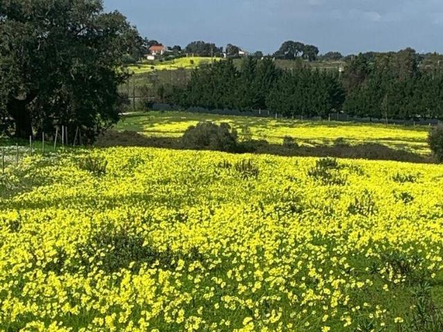 Terreno venda em Palmela