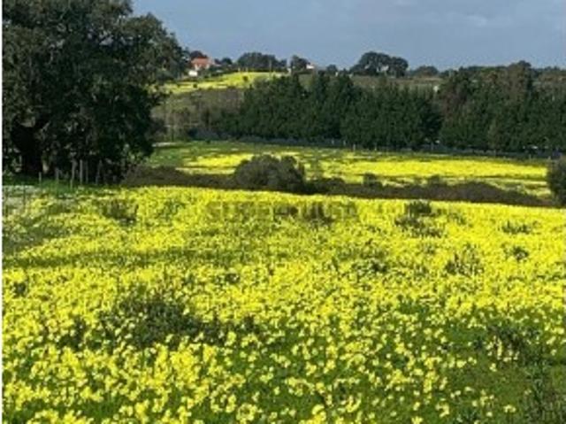 Terreno venda em Palmela, Setúbal