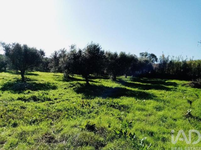 Terreno venda em Vidigueira, Pedrógão