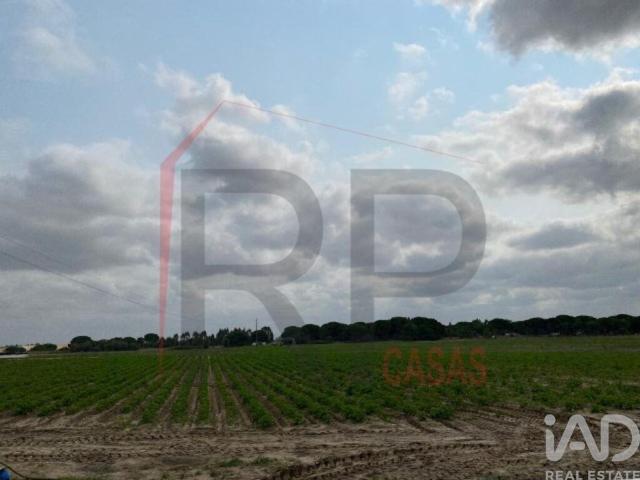 Terreno venda em Judia, Montijo