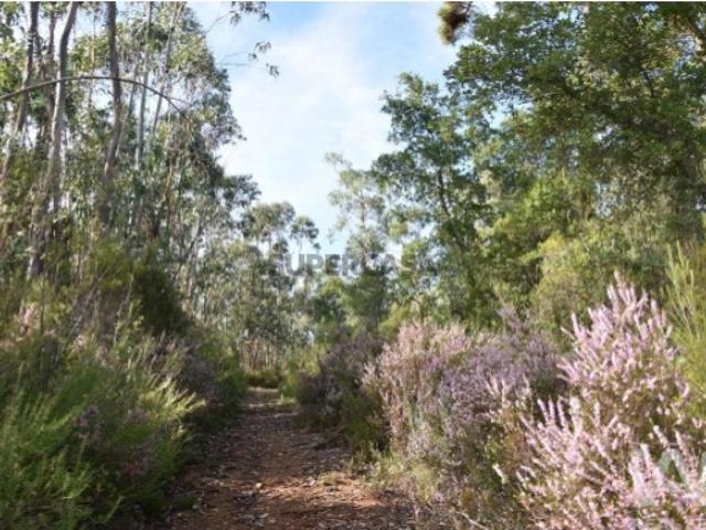 Terreno venda em Monchite, Tomar