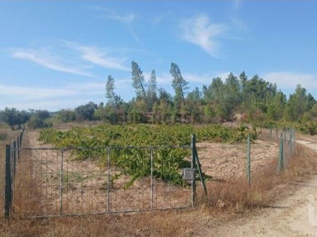 Terreno venda em Sarzedas, Castelo Branco