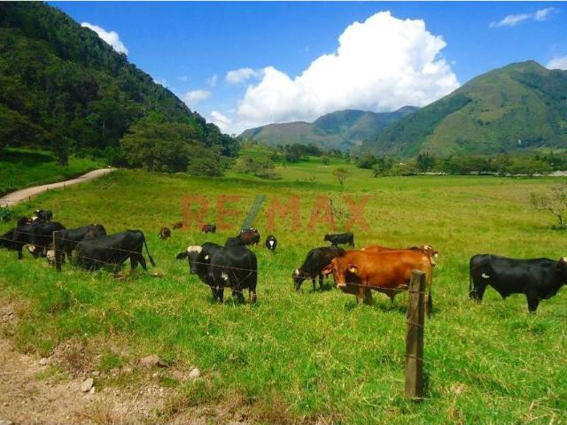 Terreno venta en Palcazu, Pasco