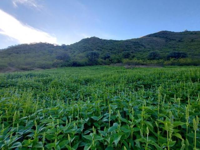 ¡Terreno Agrícola En Venta ! En Limatambo En El Sector De Chinchaybamba