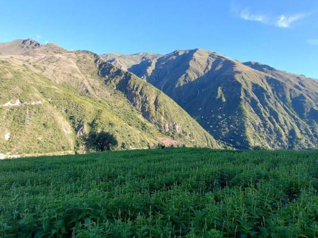 ¡Terreno Agrícola En Venta ! En Limatambo En El Sector De Chinchaybamba