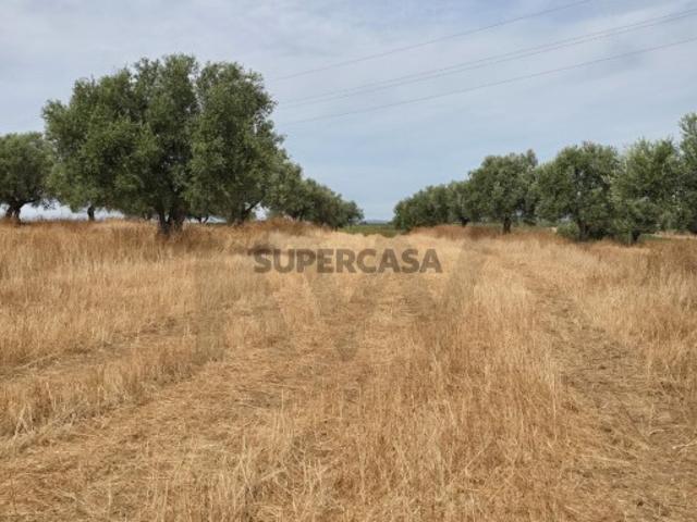 Terreno venda em Vidigueira, Pedrógão