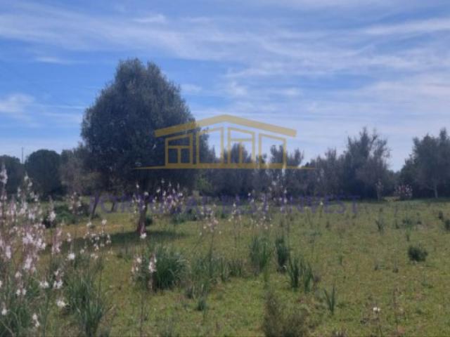Terreno venda em Guia, Cortelhas