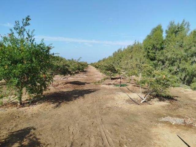 TERRENO AGRICOLA ó DESARROLLO Urb.Rural, 15 Has Km 817.5 Panam Sur Camana AREQ