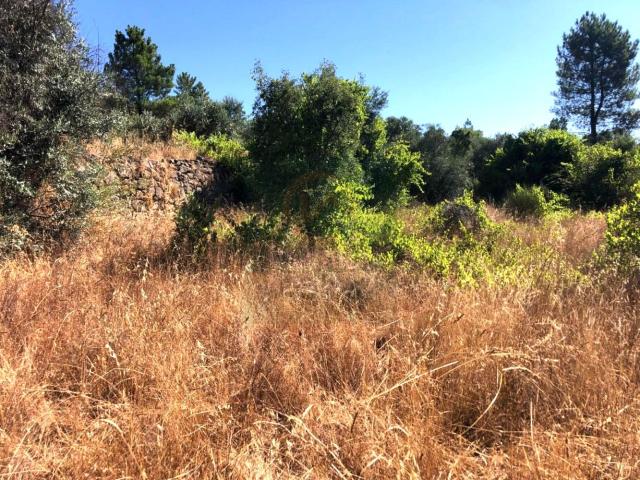 Terreno venda em Castelo Branco