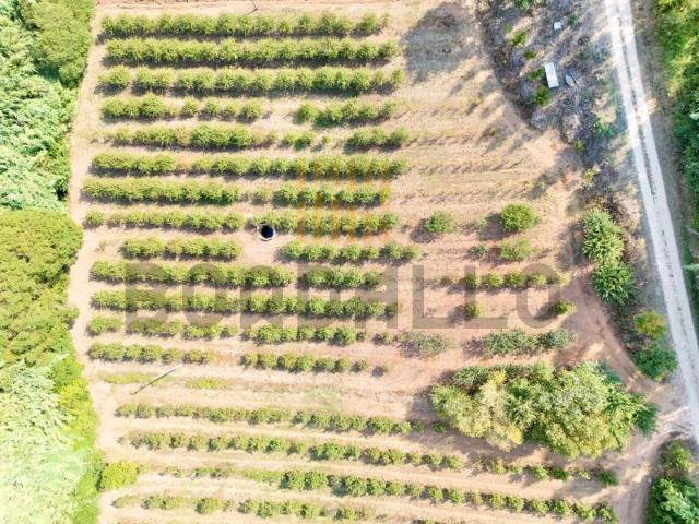 Terreno venda em Nossa Senhora do Pópulo, Caldas Da Rainha