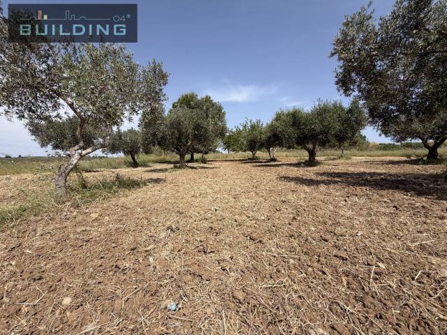 Terreno in vendita a Castelvetrano, Sicilia