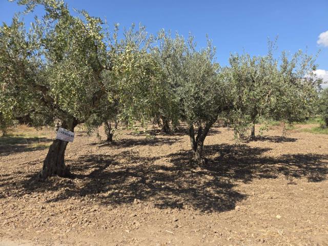 Terreno in vendita a Castelvetrano, Sicilia