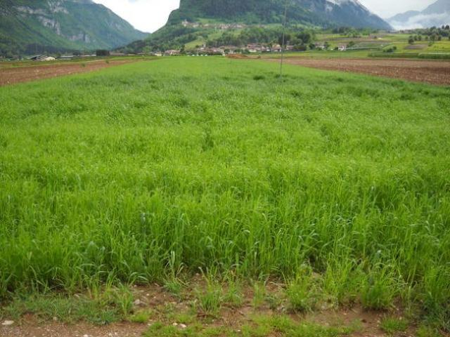 Terreno in vendita a Comunità delle Giudicarie, Comano