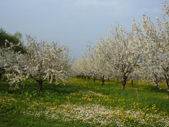 Terreno in vendita a Stella, Marche