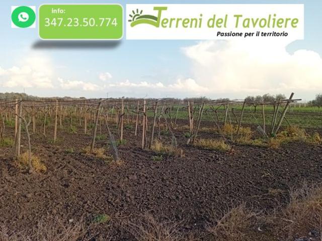 Terreno in vendita a Puglia, Foggia
