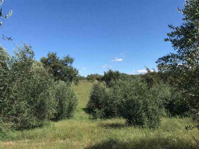 Terreno in vendita a Unione di Comuni Montani Colline del Fiora, Sorano
