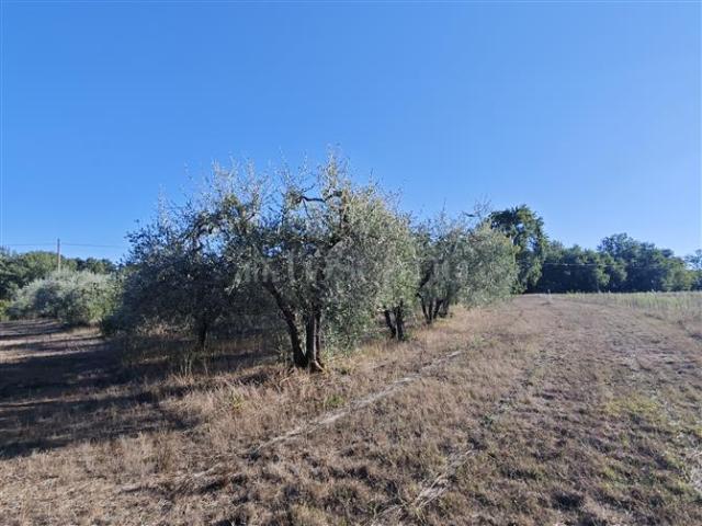 Terreno in vendita a Le Grazie, Colle Di Val D'elsa