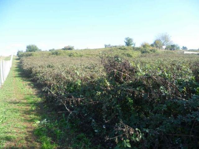 Terreno in vendita a Roma Capitale, Lazio